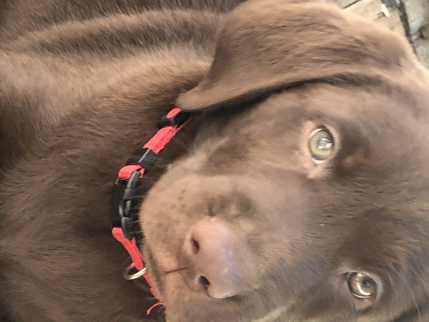 AKC Chocolate Labrador retrievers for saleIn Macon, GA