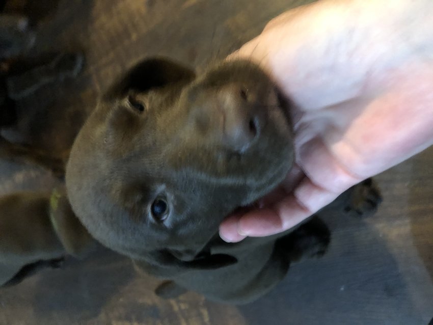 AKC Chocolate Labrador retrievers for saleIn Macon, GA