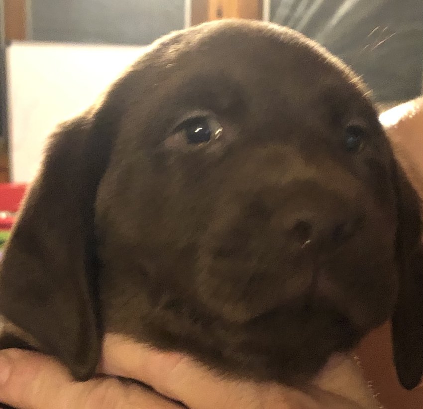 AKC Chocolate Labrador retrievers for saleIn Macon, GA