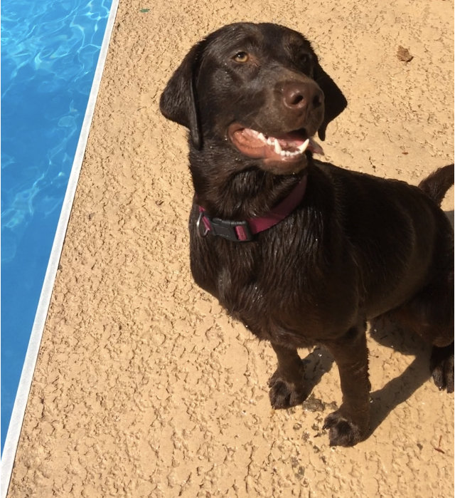 AKC Chocolate Labrador retrievers for saleIn Macon, GA