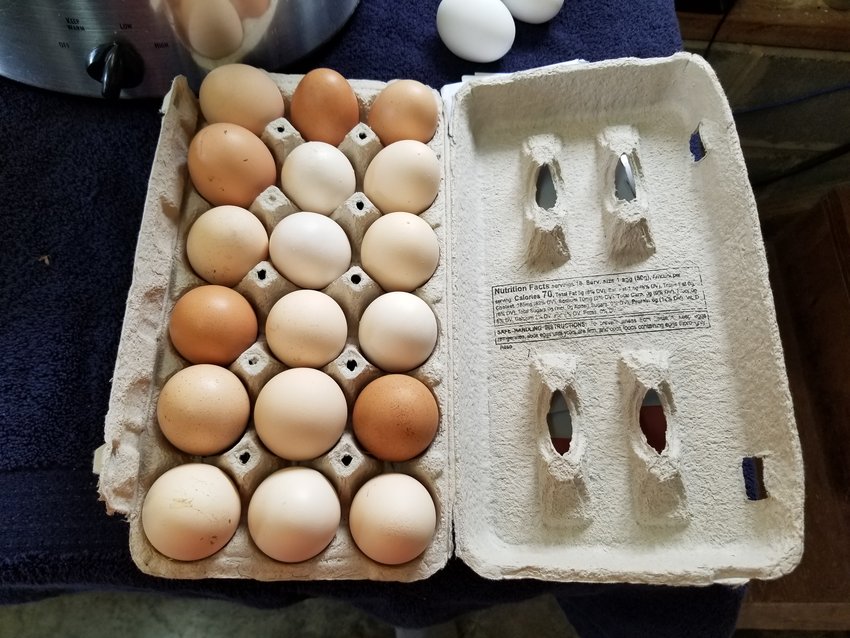Rhode Island Red & Buff Orpington fertile eggs for saleIn Ranger, GA