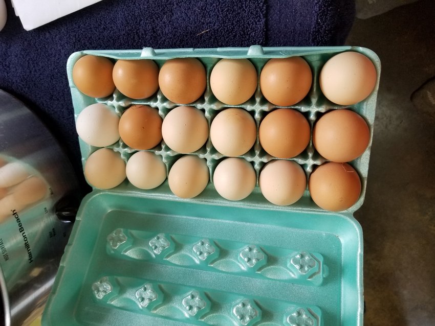 Rhode Island Red & Buff Orpington fertile eggs for saleIn Ranger, GA