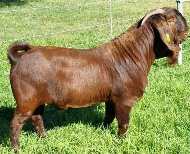 Boer and Kalahari Red goats for sale for saleIn ALPHARETTA, GA