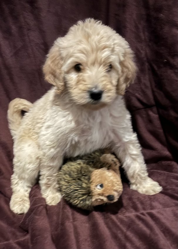 Goldendoodle for saleIn Old Fort, TN