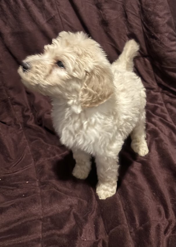 Goldendoodle for saleIn Old Fort, TN