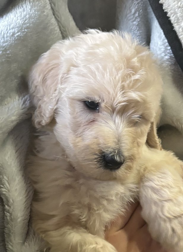 Goldendoodle for saleIn Old Fort, TN