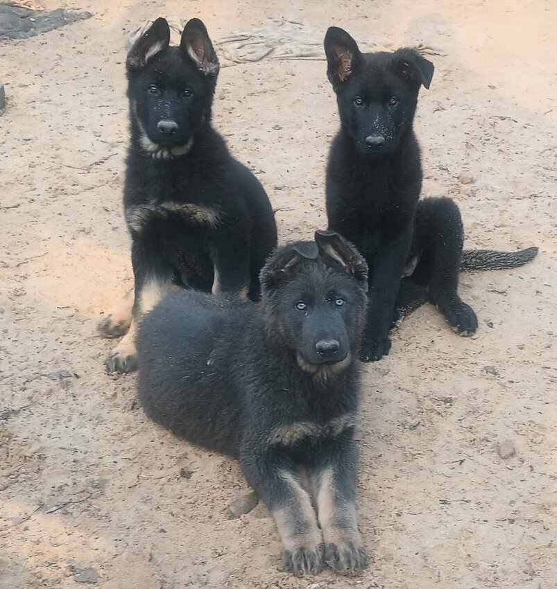 AKC German Shepherd Pups for sale�In Old Fort, TN